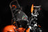 Kit da rally RADE-GARAGE® KTM 690 K5